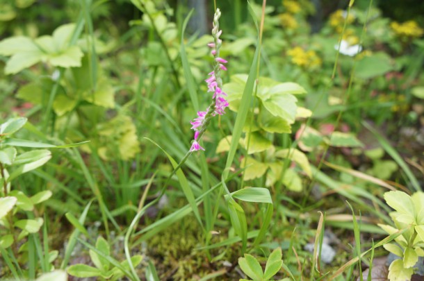 季節の花 綟摺草 もじずりそう が咲きました 隠庵ひだ路ｂｌｏｇ更新しました