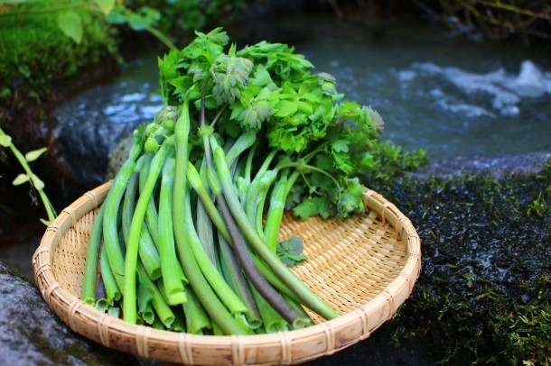 【ひだ路の山菜日誌】しょうけまんま