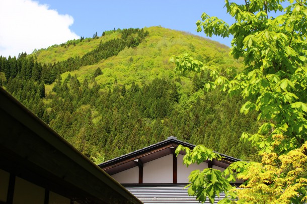 【ひだ路の山菜日誌】わらび