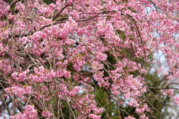 【桜情報】今年の桜は早咲きです。