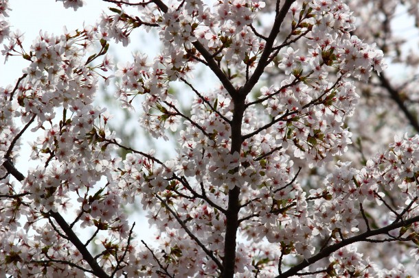 【桜情報】今年の桜は早咲きです。