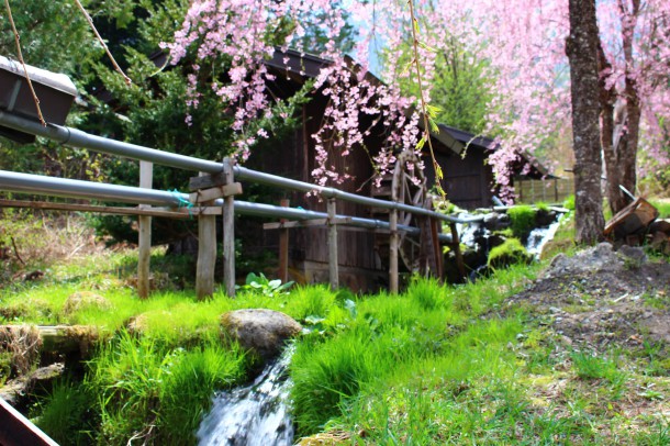 【桜情報】今年の桜は早咲きです。