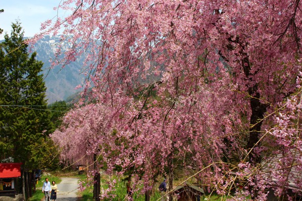 【桜情報】今年の桜は早咲きです。