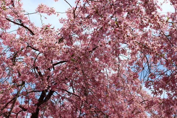 【桜情報】今年の桜は早咲きです。