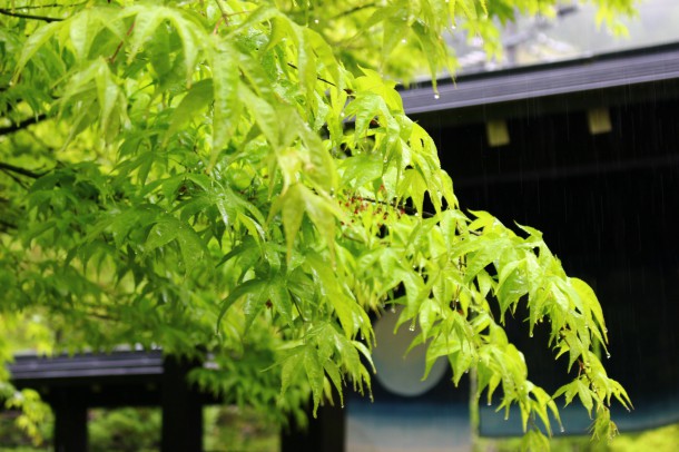 【ひだ路の山菜日誌】花わさび