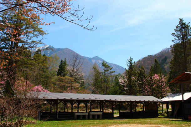 【ひだ路の山菜日誌】あずきな