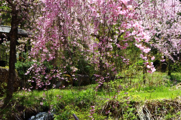 【桜情報】枝垂桜も見頃です。