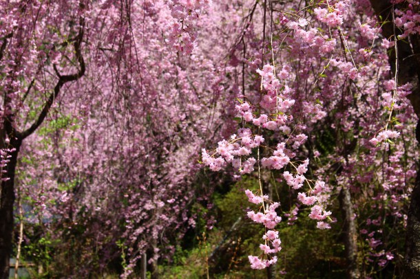 【桜情報】枝垂桜も見頃です。