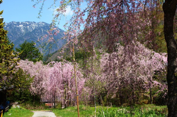 【桜情報】枝垂桜も見頃です。