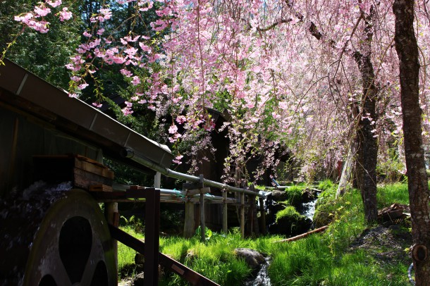 【桜情報】枝垂桜も見頃です。