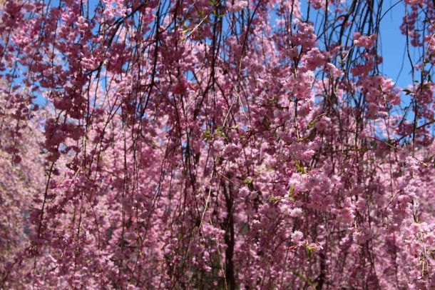 【桜情報】枝垂桜も見頃です。