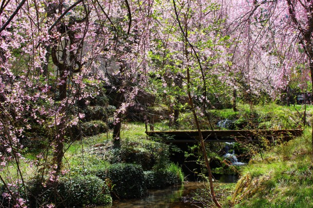 【桜情報】枝垂桜も見頃です。