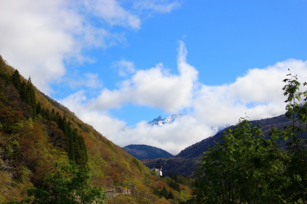 【ひだ路の山菜日誌】こごみ