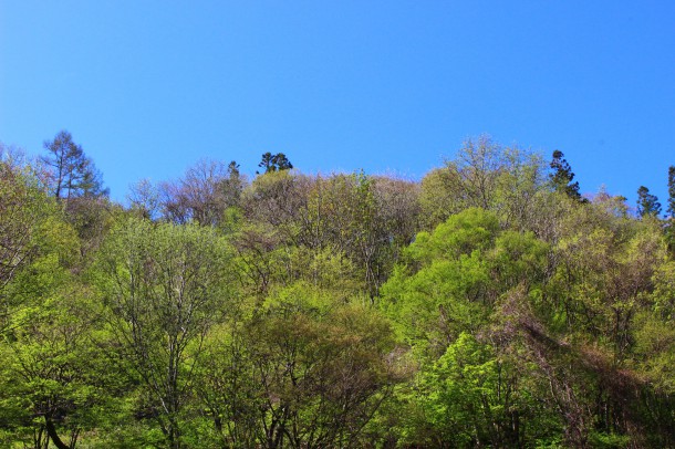 【ひだ路の山菜日誌】こごみ