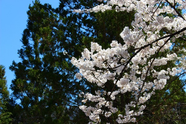 【ひだ路の山菜日誌】たらの芽