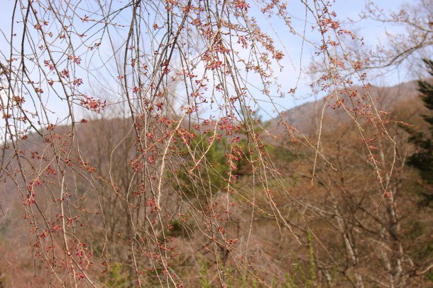 桜の花が咲きました。