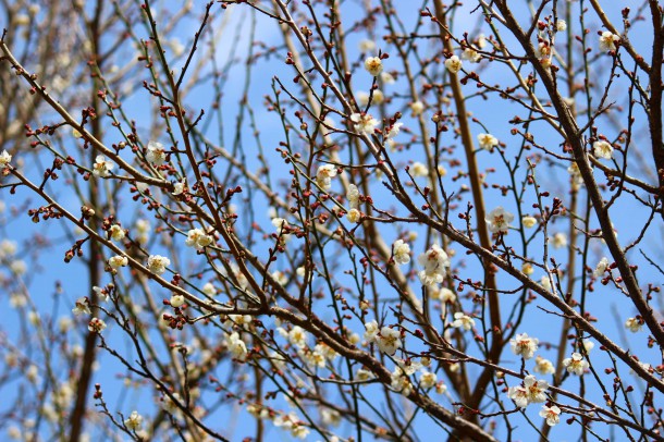 桜の花が咲きました。