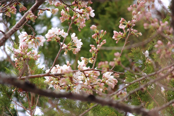 桜の花が咲きました。