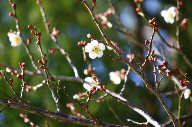 梅の花が咲きました。