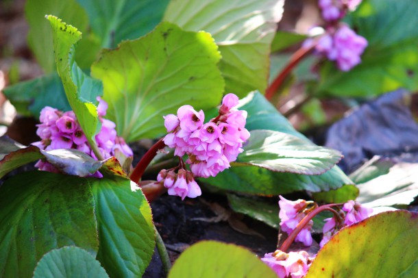 梅の花が咲きました。