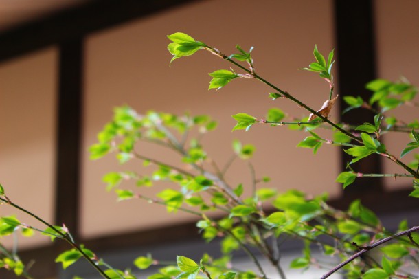 梅の花が咲きました。