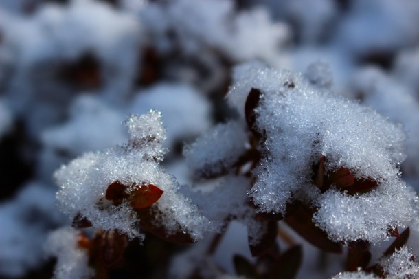 雪吊りを外しました。