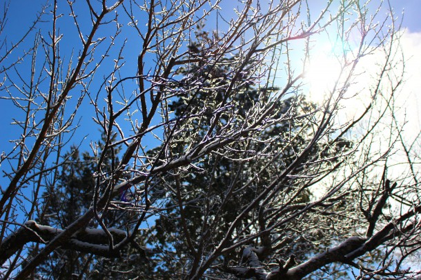 雪吊りを外しました。