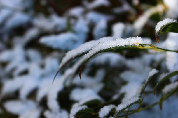 雪吊りを外しました。