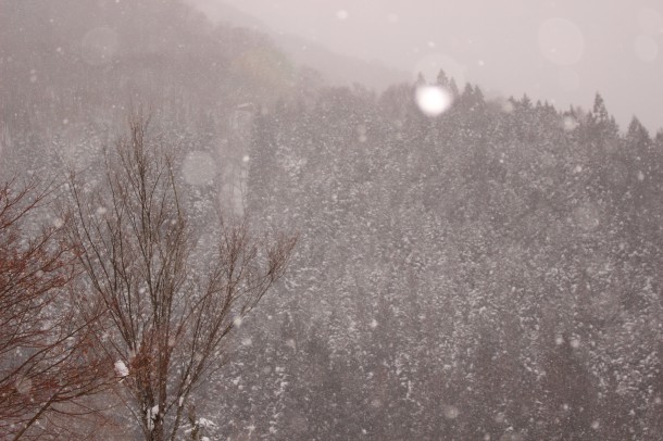 【積雪情報】大雪です。