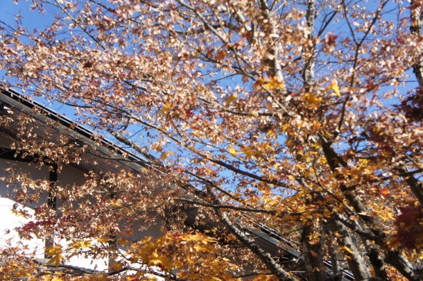 2017年　紅葉情報11