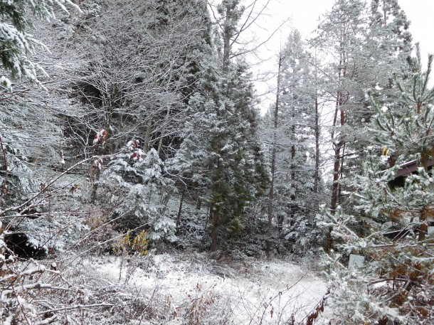 【ひだ路冬だより】今冬、初積雪です。