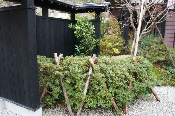 『雪囲い』で冬の準備です。