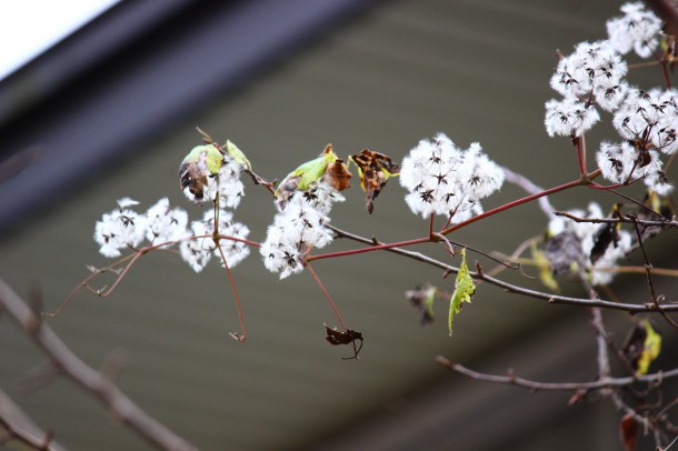 【冬の便り】綿雪のような「牡丹蔓（ボタンヅル）」
