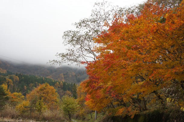 2016年　紅葉情報11