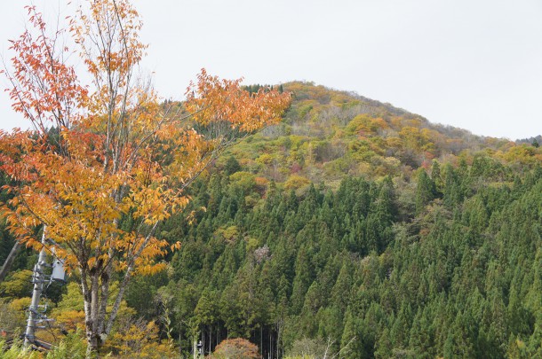 2016年　紅葉情報9