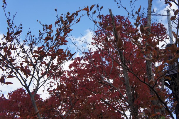 2016年　紅葉情報8