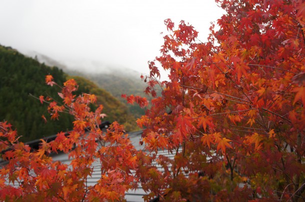 2016年　紅葉情報7