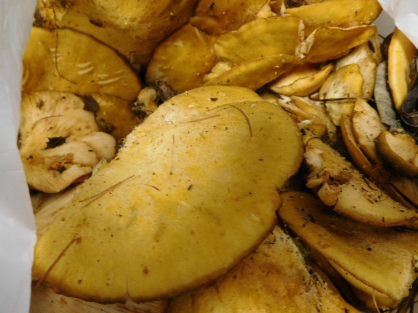 【秋の味覚　山の幸③】天然キノコ「ムキタケ」収穫‼