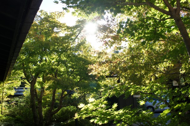 2016年　紅葉情報5