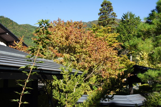 2016年　紅葉情報5