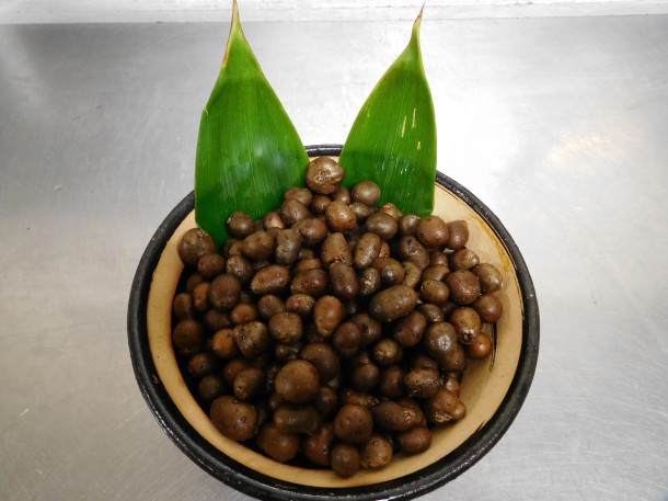 【秋の味覚】山芋の赤ちゃん「むかご」