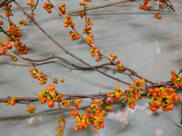 【秋色に輝く樹木】蔓梅擬（ツルウメモドキ）を収穫しました。