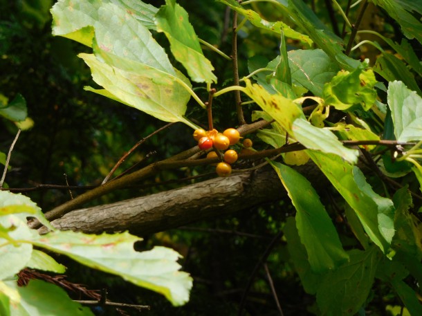 【秋色に輝く樹木】蔓梅擬（ツルウメモドキ）を収穫しました。