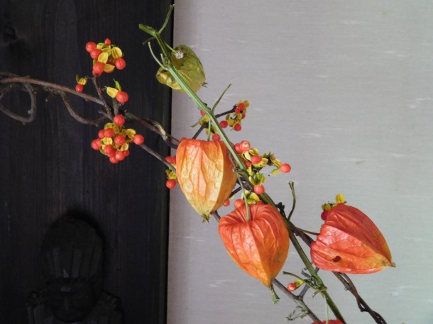 【秋色に輝く樹木】蔓梅擬（ツルウメモドキ）を収穫しました。