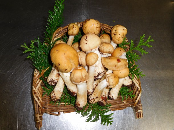 【秋の味覚　山の幸②】天然キノコ「ショウゲンジ」収穫‼