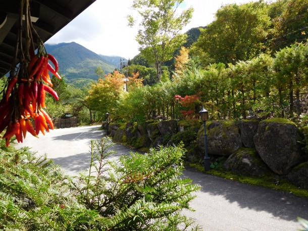 【秋の味覚　山の幸②】天然キノコ「ショウゲンジ」収穫‼