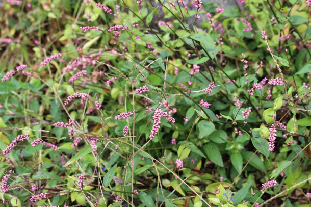 【ひだ路花だより】蓼（タデ）の花が咲いています。
