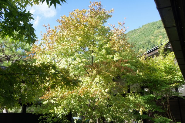 2016年　紅葉情報1