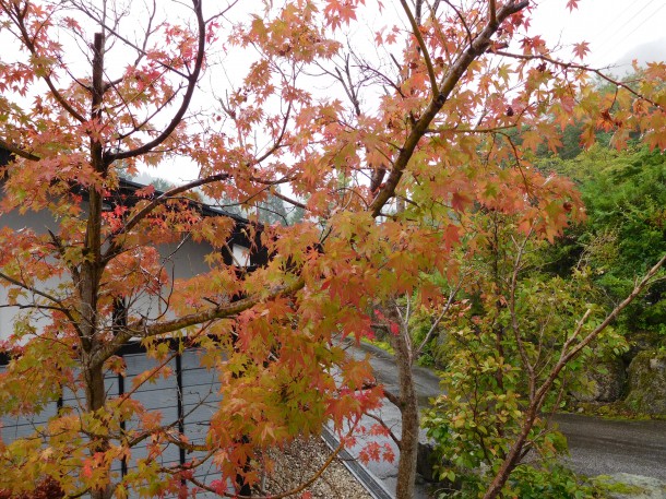 【季節の移ろい】本日は「秋分の日」です。