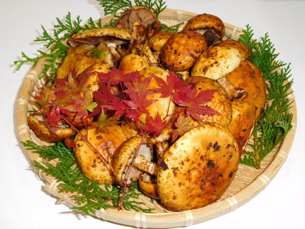 【秋の味覚】「ヤナギモタセ」を収穫しました。